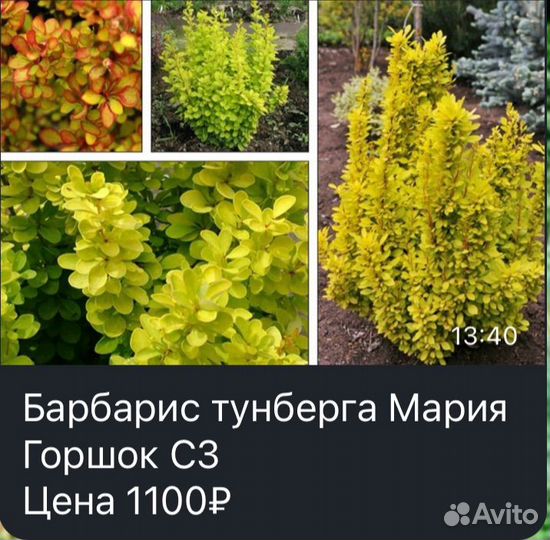 Саженцы барбариса
