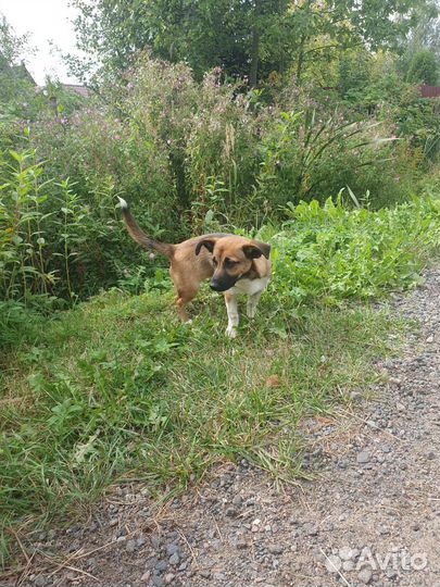 Щенок в добрые руки