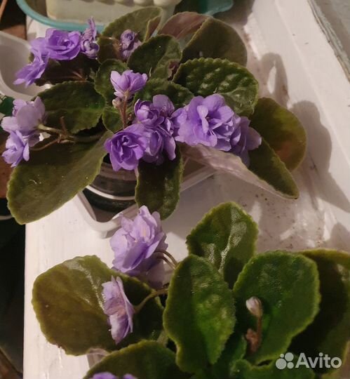 Цветущие фиалки