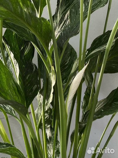 Спатифиллум даймонд вариегатный