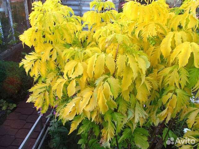 Гортензии Самарская Лидия,Бонфайр