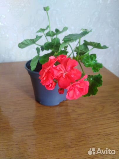 Пеларгония (герань)