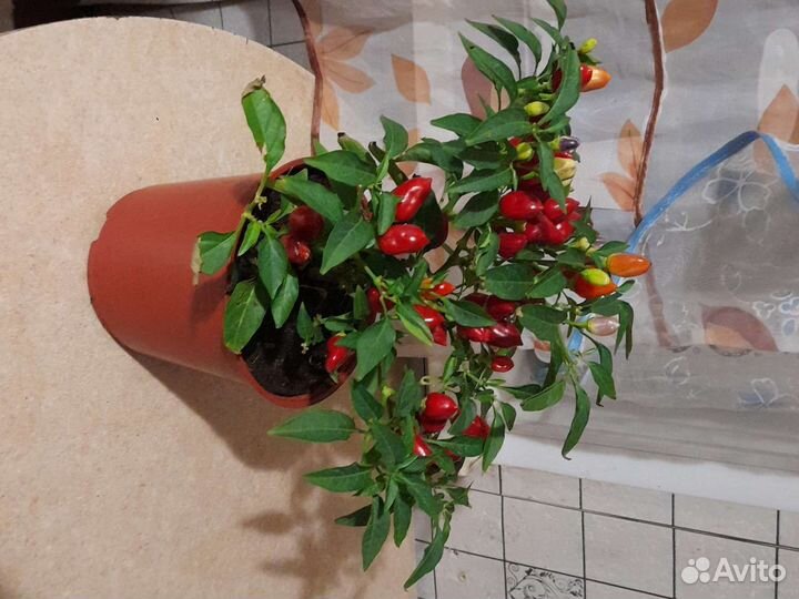 Острый красный перец