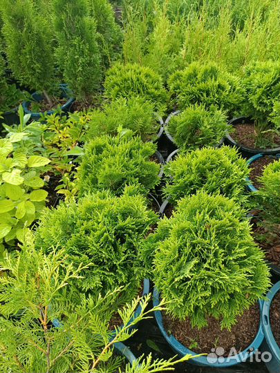 Туя шаровидная 5 видов