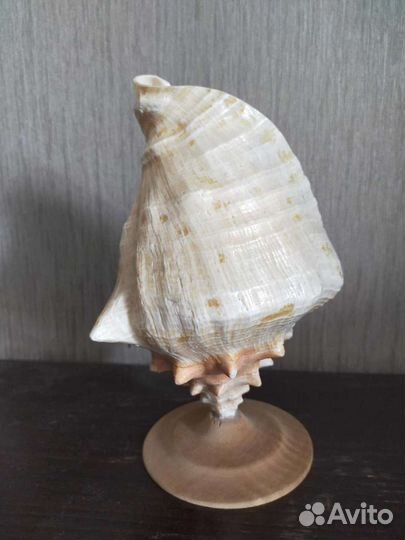 Большая ракушка, Куба