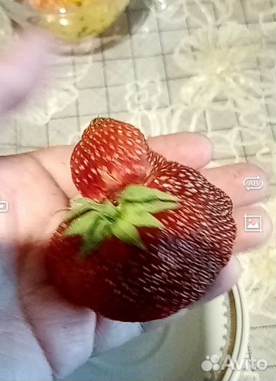 Клубника рассада чёрный принц