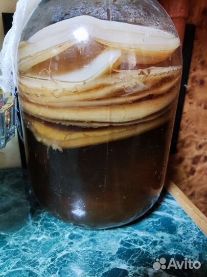 Чайный гриб