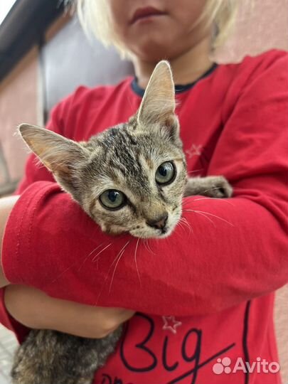 Кошка в дар