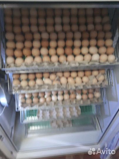 Инкубационное яйцо бройлера кобб 500,росс308