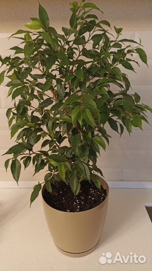 Фикус бенджамина