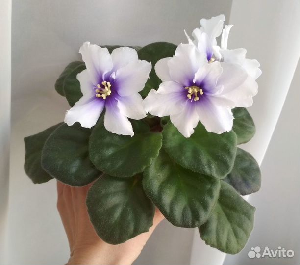 Детки сортовых фиалок