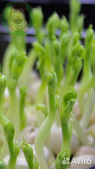 Семена микрозелени Горчица Красная