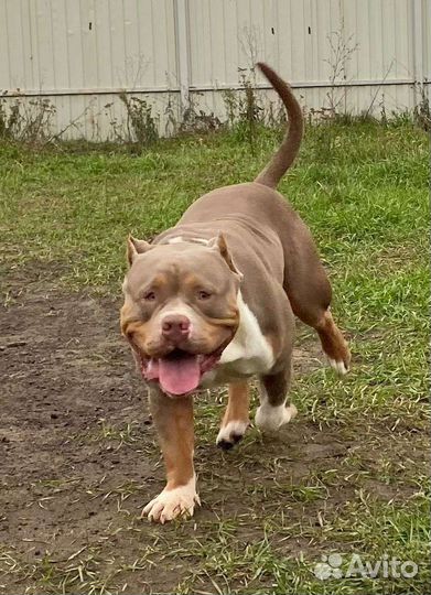 Американский булли стандарт