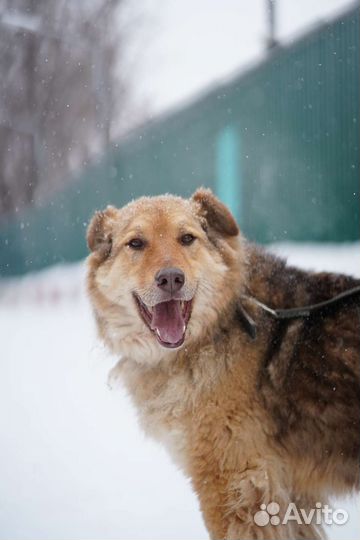 Собака охранник