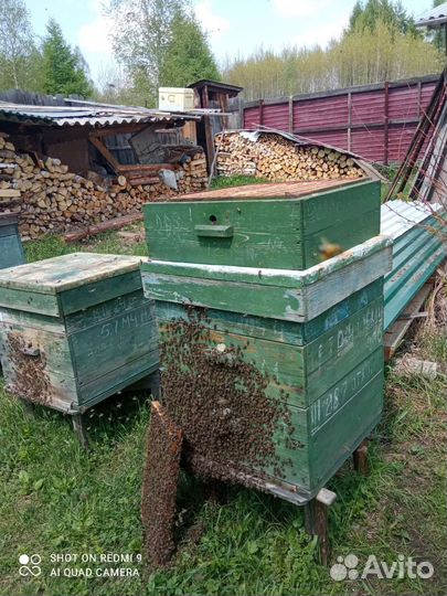 Пчелосемьи