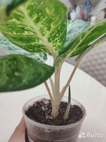 Аглаонема Green Papuma