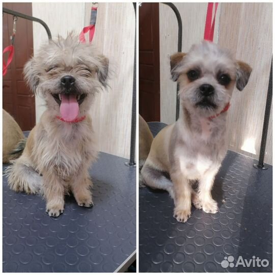 Стрижка собак и кошек, экспресс линька (груминг)