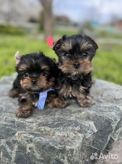 Йоркширский терьер