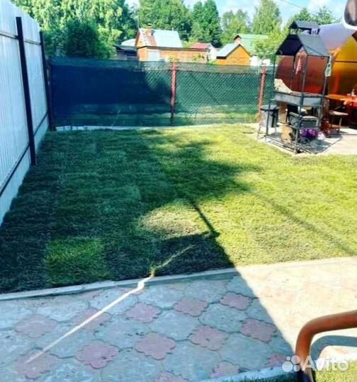 Рулонный газон, посевной газон