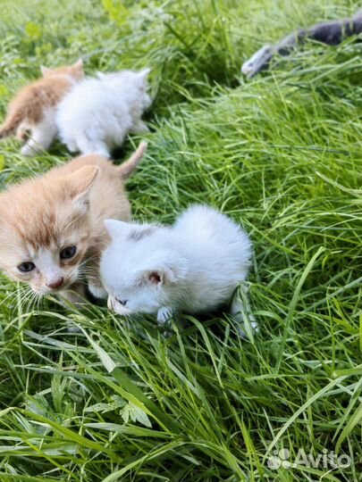 Котята в добрые руки бесплатно