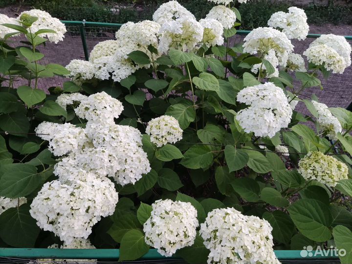 Гортензия древовидная Анабель