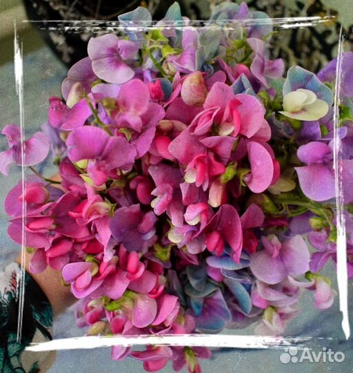 Букет из Душистого горошка