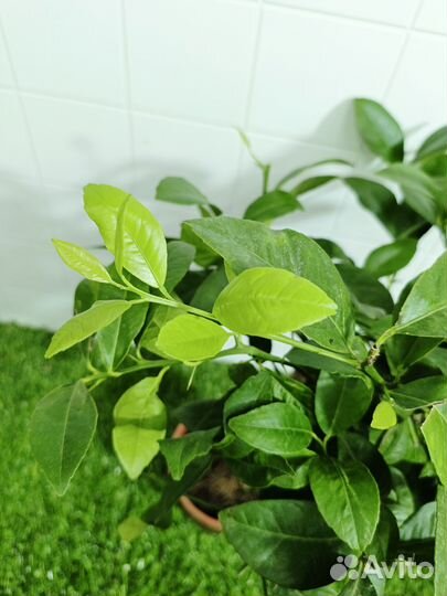 Цитрус Лайм Рангпур