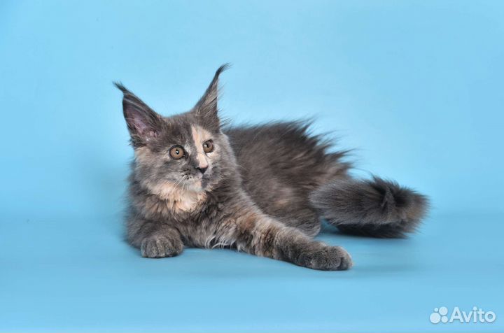 Лучший представитель породы Мейн Кун