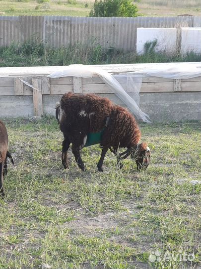 Гисарские овцы