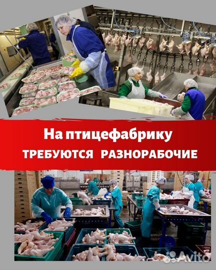 Разнорабочие на птицефабрику в Орловскую обл Вахта
