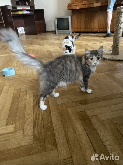 Кошки в добрые руки