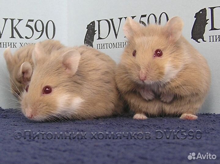 Хомячок, Новая клетка, Корм, Опилки + Доставка