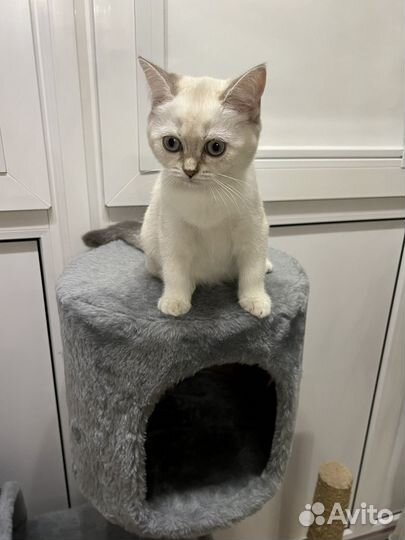 Породистые котята