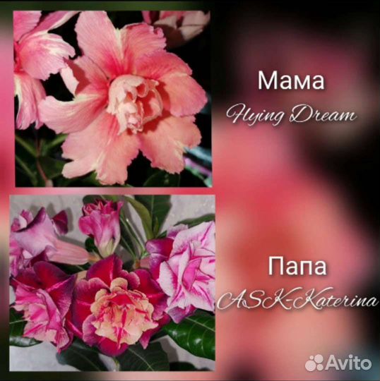 Адениум обесум (семена)