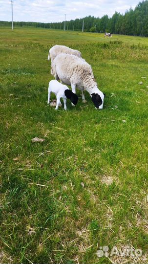 Овцы дорпер