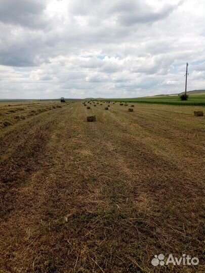 Сено луговое 2024г