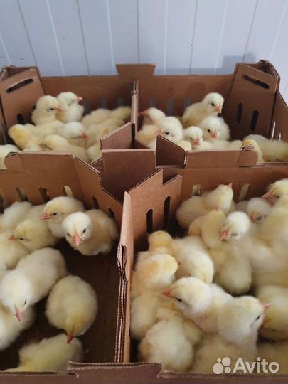 Суточный бройлер кобб 500