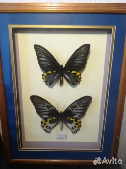 Коллекция бабочек
