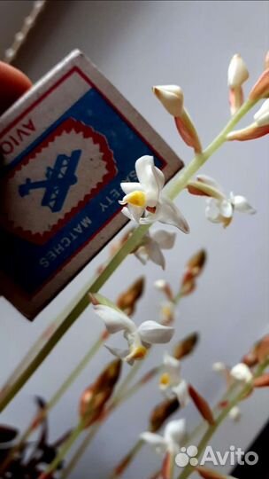 Драгоценная орхидея лудизия