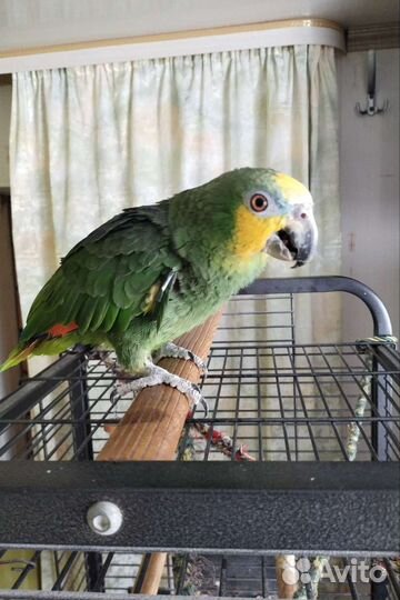 Попугай Венесуэльский амазон