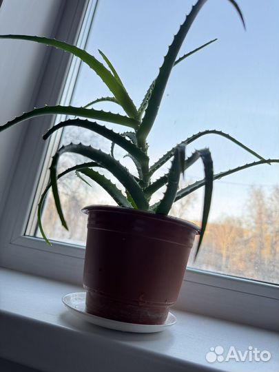 Алоэ взрослый