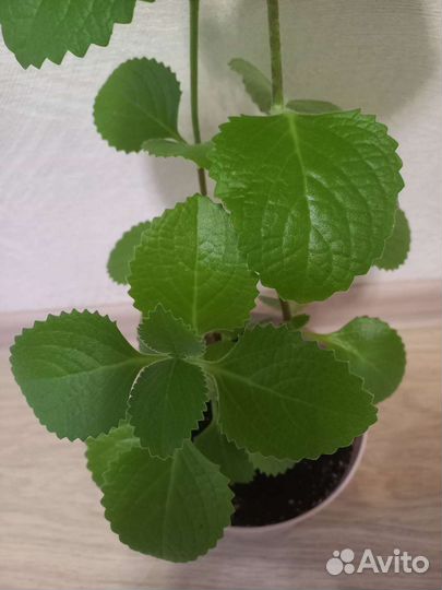 Комнатная мята