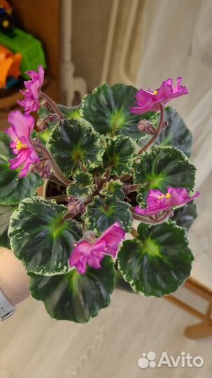 Dn Малиновый ликер