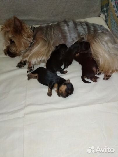 Йокширский терьер