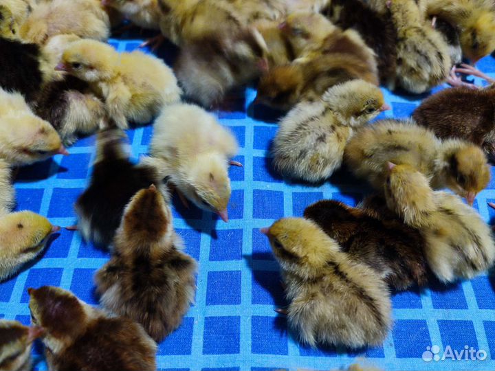 Перепелята суточные