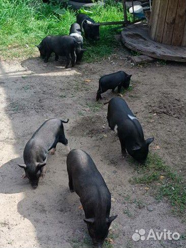 Продам вьетнамских поросят