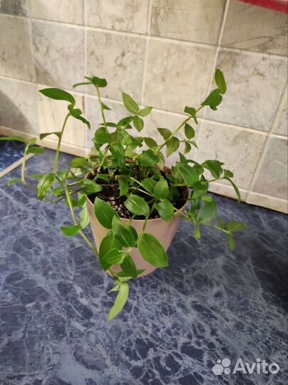 Традесканция