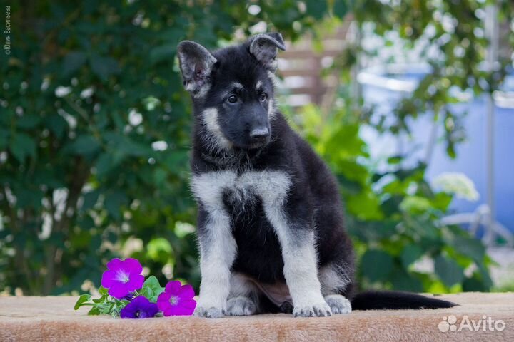 Щенки Восточноевропейской овчарки