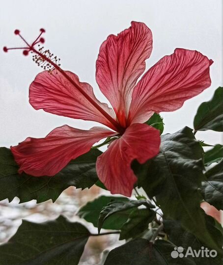 Гибискус комнатный (два вида)
