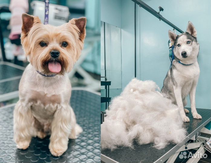 Груминг стрижка собак